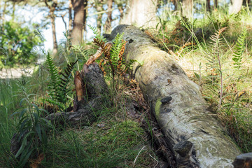 Woodland on the island of Rügen/Germany