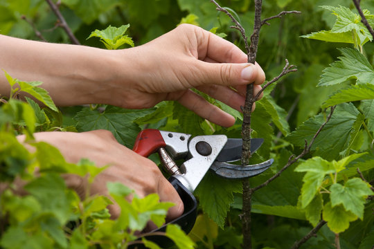 hands with secateurs pruning black currant