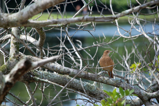 Ruddy ground dove under dry branchs