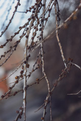 spring blossoms and leaves on birch trees on blur background
