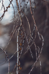 spring blossoms and leaves on birch trees on blur background
