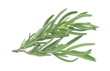 Fototapeta premium Fresh rosemary isolated on white background