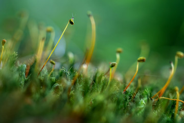 Moss macro with tiny baby grasshopper. Nature detail.