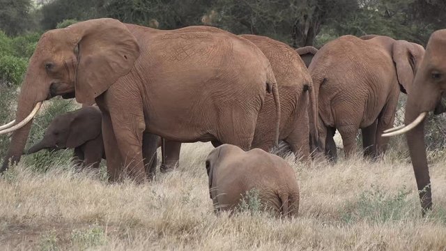 Elephants walk in the savannah in Kenya