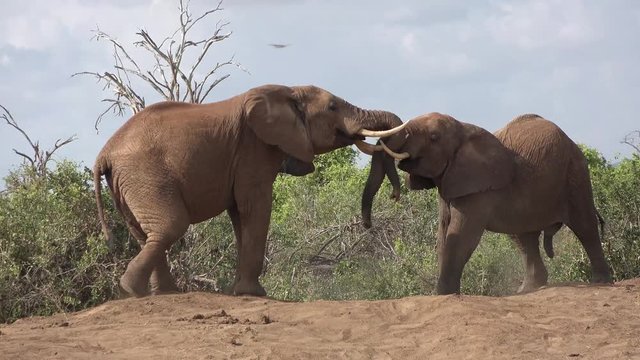 Battle of two enraged elephants