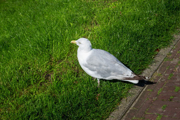 Sea gull