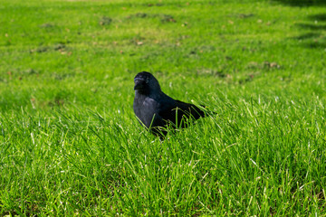 Black bird