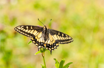 Papilio canadensis - Swallowtail Butterfly