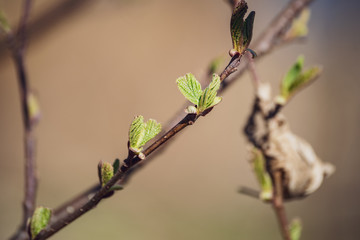 spring blossoms and leaves on birch trees on blur background