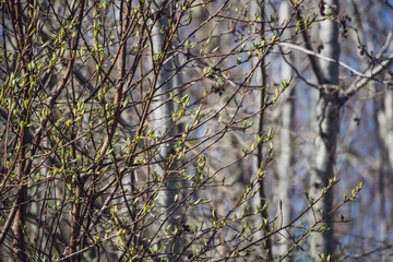 spring blossoms and leaves on birch trees on blur background