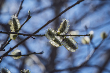 spring blossoms and leaves on birch trees on blur background