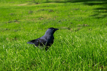 Black bird