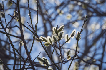 spring blossoms and leaves on birch trees on blur background