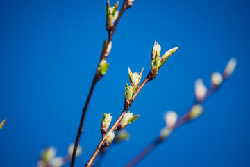 spring blossoms and leaves on birch trees on blur background