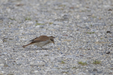 A red-backed shrike sits on a gravel road and catches an insect