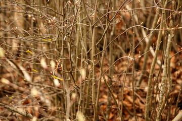 spring blossoms and leaves on birch trees on blur background