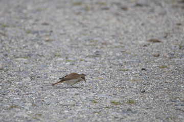 A red-backed shrike sits on a gravel road and catches an insect