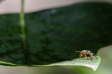 A bee on a leaf