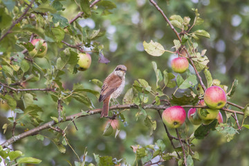 A red-backed shrike sits on a branch