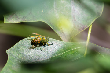 Fototapeta premium A bee on a leaf