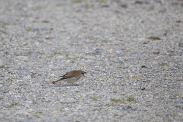 A red-backed shrike sits on a gravel road and catches an insect