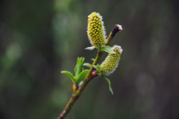 spring blossoms and leaves on birch trees on blur background