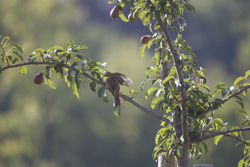A red-backed shrike sits on a branch