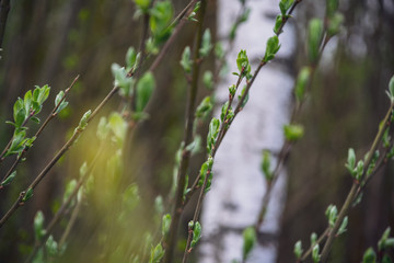 spring blossoms and leaves on birch trees on blur background