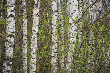 Fototapeta premium spring blossoms and leaves on birch trees on blur background