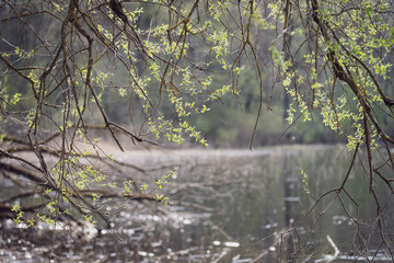spring blossoms and leaves on birch trees on blur background
