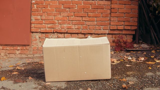 white cat in a box