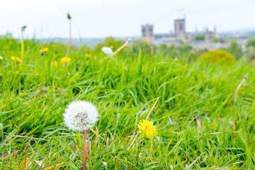 Close up of Dandelion in the field with Durham Cathedral in the background