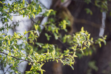 spring blossoms and leaves on birch trees on blur background