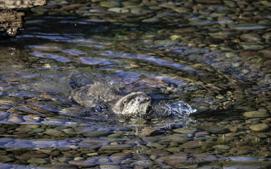 Early Morning Splash