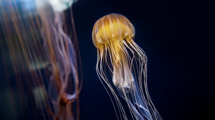 Closeup of beautiful jellyfish illuminating.(Selected focus) © Mr. Note19