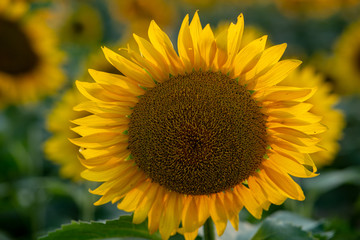 Fototapeta premium Sun flower Field during sunset hour