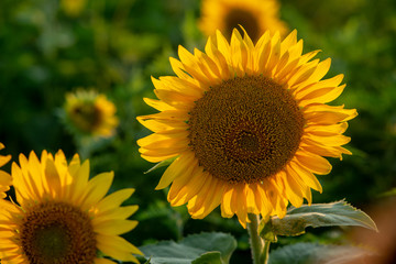 Sun flower Field during sunset hour