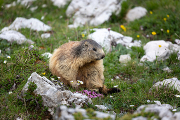 Murmeltier in freier Natur, Gebirge