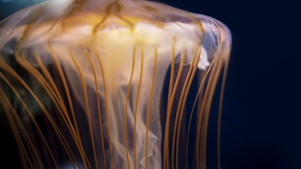Closeup of beautiful jellyfish illuminating.(Selected focus)