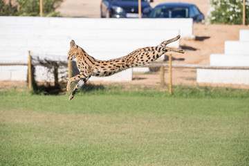 Serval, feline animal jumping high in a grass area hunting its prey. 