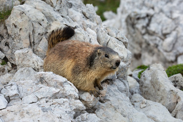 Murmeltier in freier Natur, Gebirge