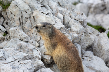 Murmeltier in freier Natur, Gebirge