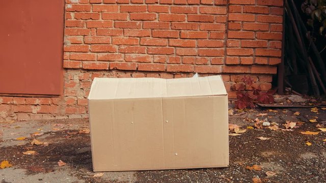 white cat in a box