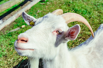 White goat with horn
