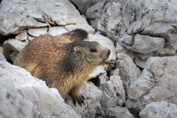 Murmeltier in freier Natur, Gebirge