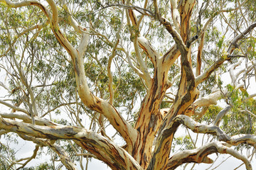 Eucalyptus Tree, Great Sandy National Park, Queensland, Australia