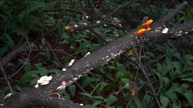 Mushrooms on a tree in the woods