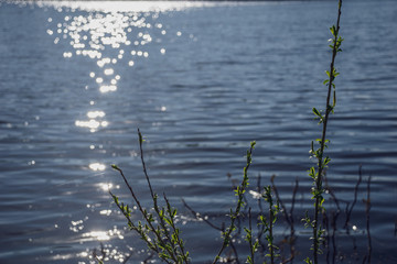 spring blossoms and leaves on birch trees on blur background
