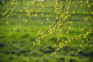 spring blossoms and leaves on birch trees on blur background