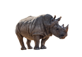 Rhinoceros on white background.